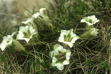 Gentiana acaulis alba, near Geraer Hütte, Zillertaler Alpen, Tyrol, Austria photo