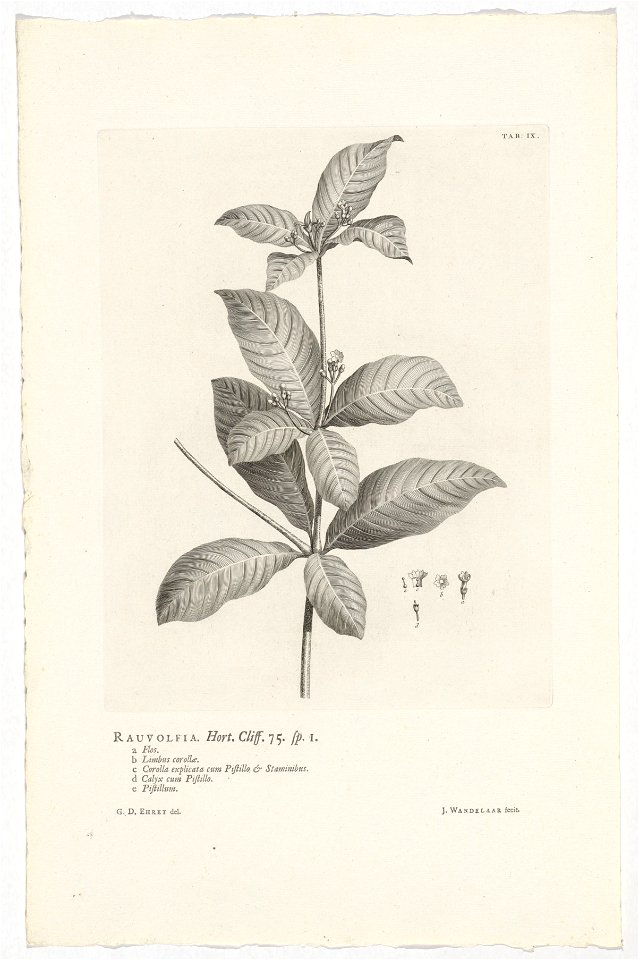 IdentificatieTitel(s): Rauvolfia tetraphyllaRauvolfia. Hort. Cliff. 75. sp. 1 (titel op object)Objecttype: prent boekillustratie Objectnummer: RP-P-OB-61.496Catalogusreferentie: Wurzbach 7Omschrijving