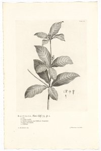 IdentificatieTitel(s): Rauvolfia tetraphyllaRauvolfia. Hort. Cliff. 75. sp. 1 (titel op object)Objecttype: prent boekillustratie Objectnummer: RP-P-OB-61.496Catalogusreferentie: Wurzbach 7Omschrijving