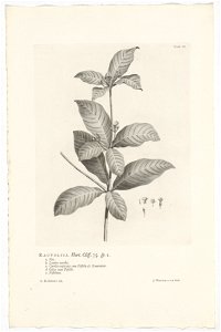 IdentificatieTitel(s): Rauvolfia tetraphyllaRauvolfia. Hort. Cliff. 75. sp. 1 (titel op object)Objecttype: prent boekillustratie Objectnummer: RP-P-OB-61.496Catalogusreferentie: Wurzbach 7Omschrijving photo