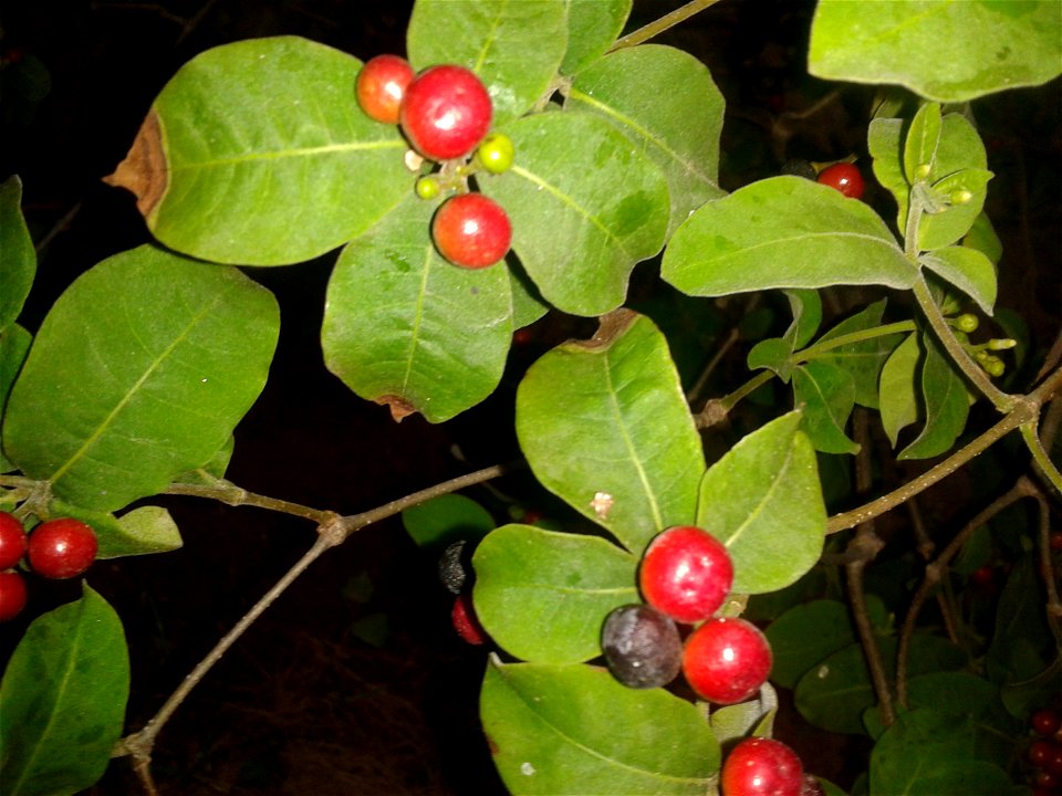 Botanical name - Rauwolfia canesens
Common name -  Wild Snake Root  
Medicine for hypertension ; Alkaloids like ajmaline have been isolated from thisplant ;  Root yields deserpidine, a tranq