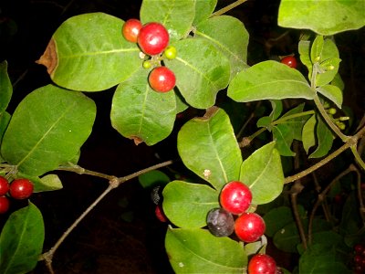 Botanical name - Rauwolfia canesens
Common name -  Wild Snake Root  
Medicine for hypertension ; Alkaloids like ajmaline have been isolated from thisplant ;  Root yields deserpidine, a tranq