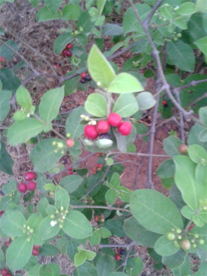 Botanical name - Rauwolfia canesens
Common name -  Wild Snake Root  
Medicine for hypertension ; Alkaloids like ajmaline have been isolated from thisplant ;  Root yields deserpidine, a tranq