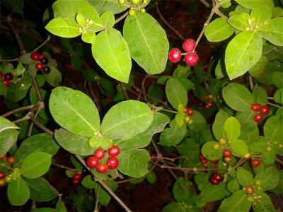 Botanical name - Rauwolfia canesens
Common name -  Wild Snake Root  
Medicine for hypertension ; Alkaloids like ajmaline have been isolated from thisplant ;  Root yields deserpidine, a tranq