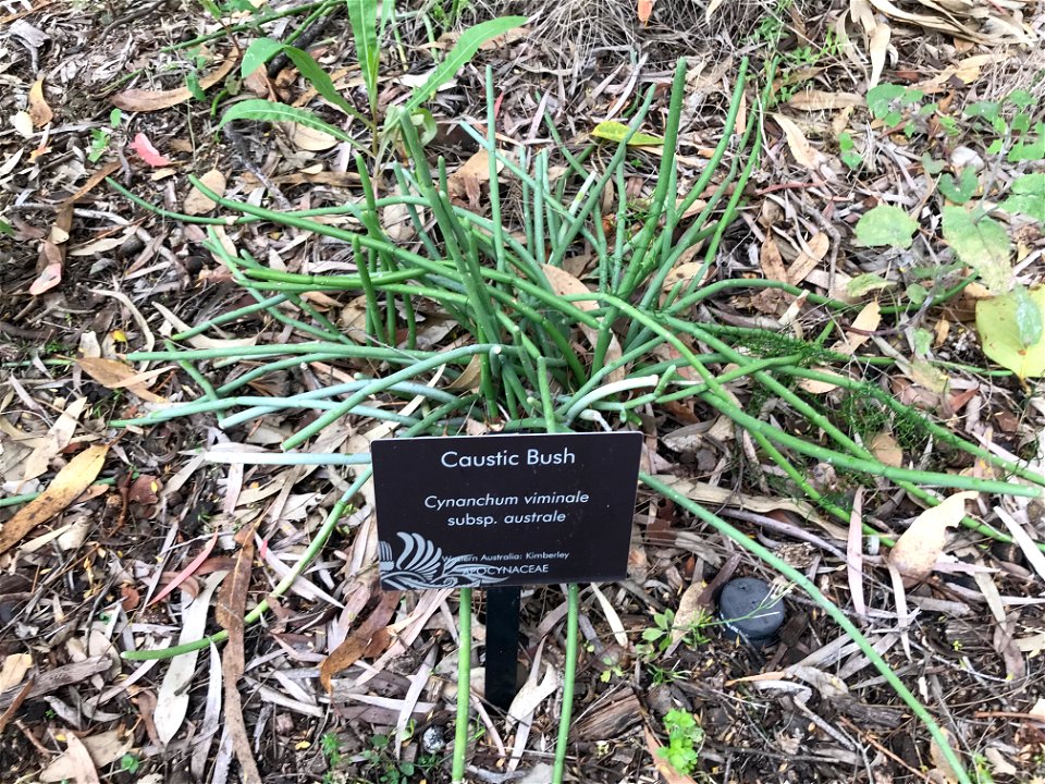 Cynanchum viminale subsp. australe at Kings Park WA
