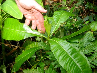 This plant has been identified as a young specimen of Alstonia Macrophylla.  The plant is about 50cm tall.