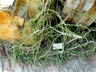 Sarcostemma aphyllum specimen in the Botanischer Garten München-Nymphenburg, Munich, Germany.