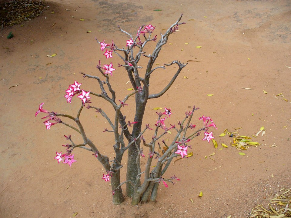 I am the originator of this photo. I hold the copyright. I release it to the public domain. This photo depicts a bush.