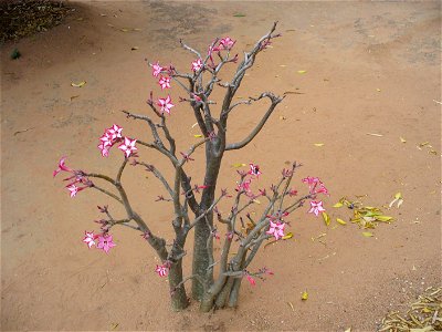 I am the originator of this photo. I hold the copyright. I release it to the public domain. This photo depicts a bush. photo