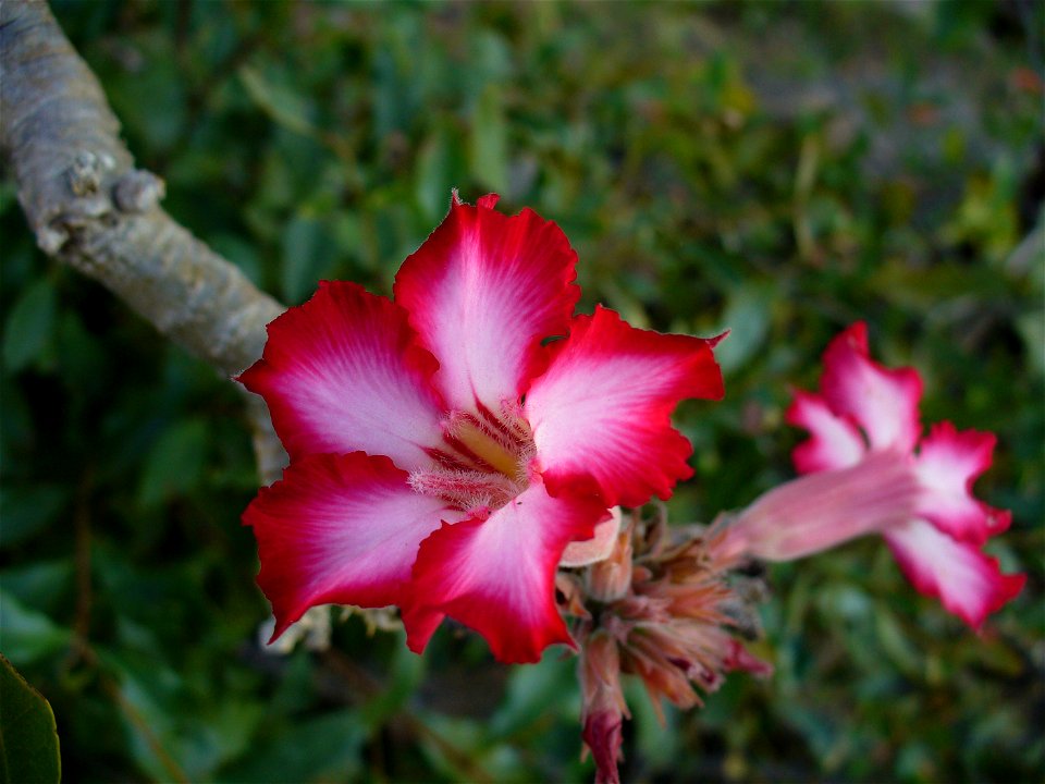 I am the originator of this photo. I hold the copyright. I release it to the public domain. This photo depicts a flower.