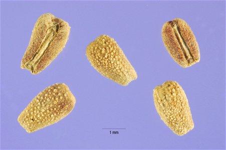 Richardia scabra