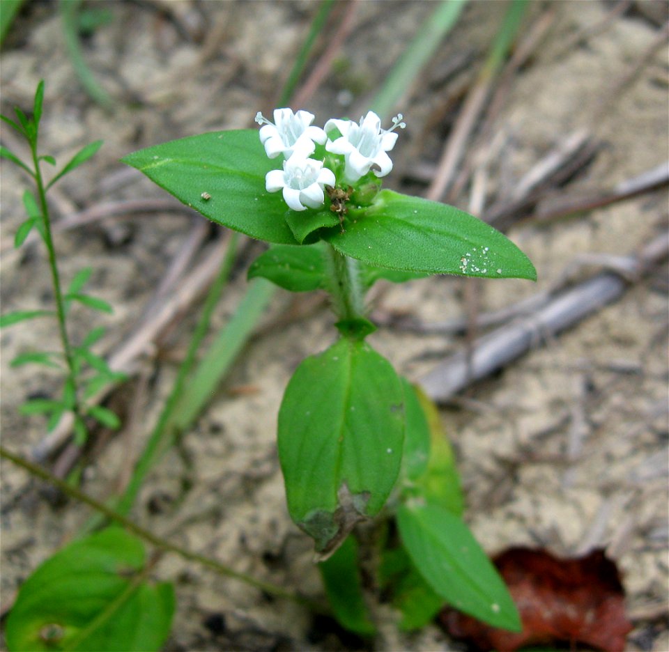 Richardia brasiliensis, sandy banks of the  Locust Fork of the Black Warrior River, Blount County, Alabama.