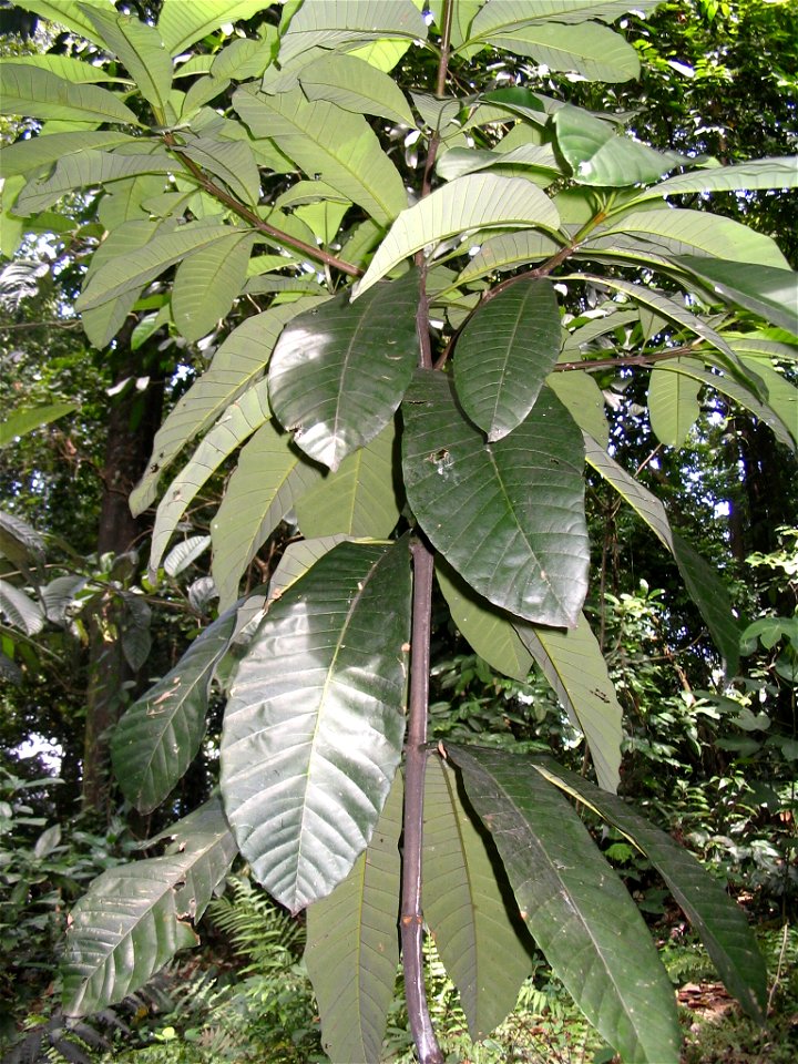 Dyera costulata - feuilles ( Bukit Nanas Forest Reserve - Kuala Lumpur)