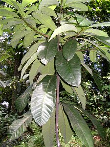 Dyera costulata - feuilles ( Bukit Nanas Forest Reserve - Kuala Lumpur)