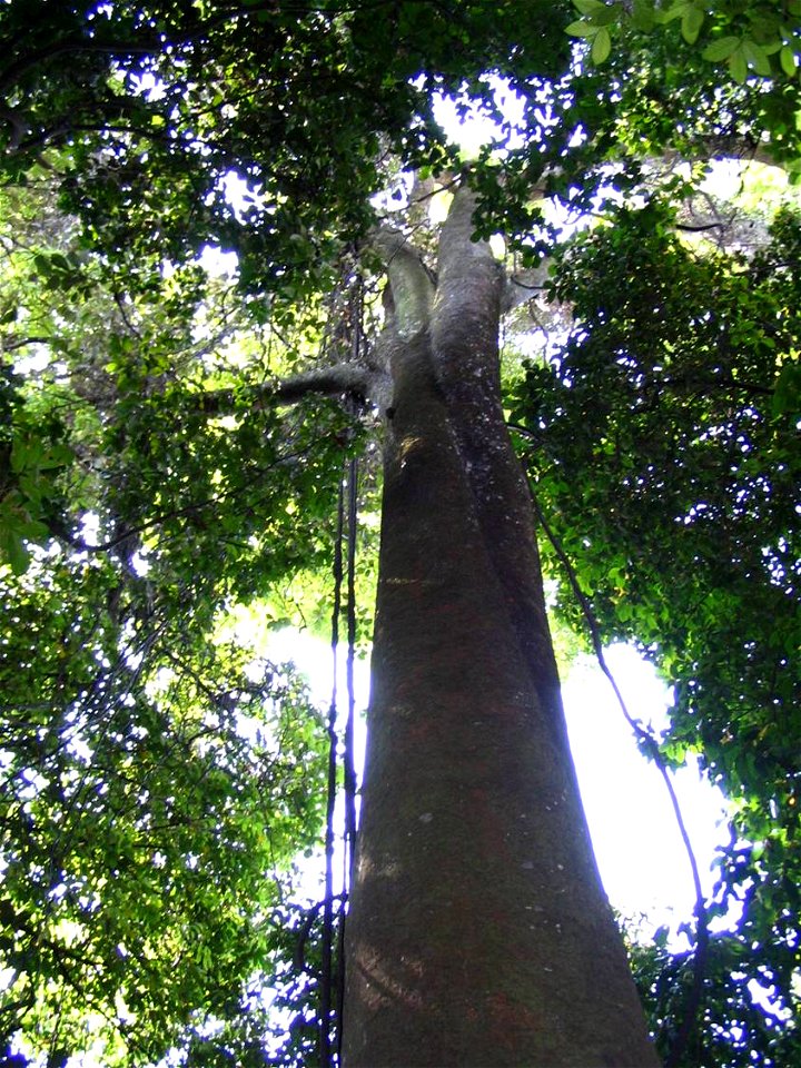 Dyera costulata- Bukit Nanas Forest Reserve - Kuala Lumpur Malaysia