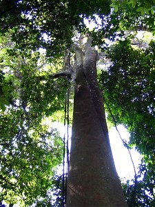 Dyera costulata- Bukit Nanas Forest Reserve - Kuala Lumpur Malaysia