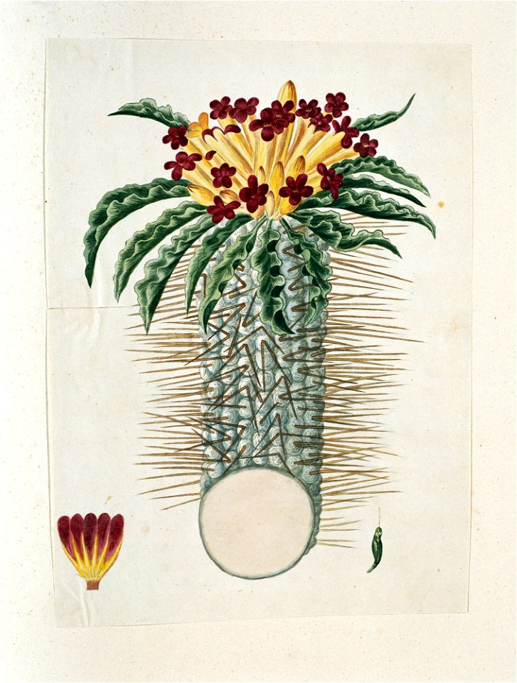 IdentificatieTitel(s): Pachypodium namaquanum (Wylie ex. Harv.) WelwObjecttype: tekening albumblad Objectnummer: RP-T-1914-18-26Omschrijving: Pachypodium namaquanum (Wylie ex. Harv.) Welw., de zg. 'ha