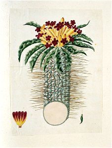 IdentificatieTitel(s): Pachypodium namaquanum (Wylie ex. Harv.) WelwObjecttype: tekening albumblad Objectnummer: RP-T-1914-18-26Omschrijving: Pachypodium namaquanum (Wylie ex. Harv.) Welw., de zg. 'ha
