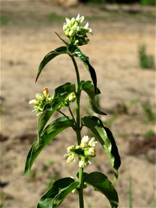 Schwalbenwurz (Vincetoxicum hirundinaria) auf dem Saupferchbuckel im Schwetzinger Hardt