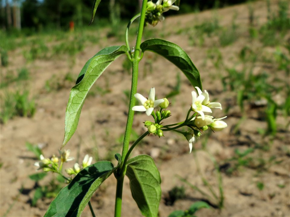 Schwalbenwurz (Vincetoxicum hirundinaria) auf dem Saupferchbuckel im Schwetzinger Hardt