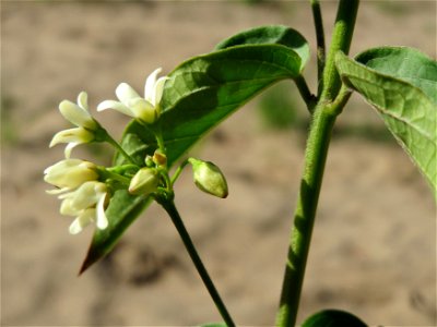 Schwalbenwurz (Vincetoxicum hirundinaria) auf dem Saupferchbuckel im Schwetzinger Hardt