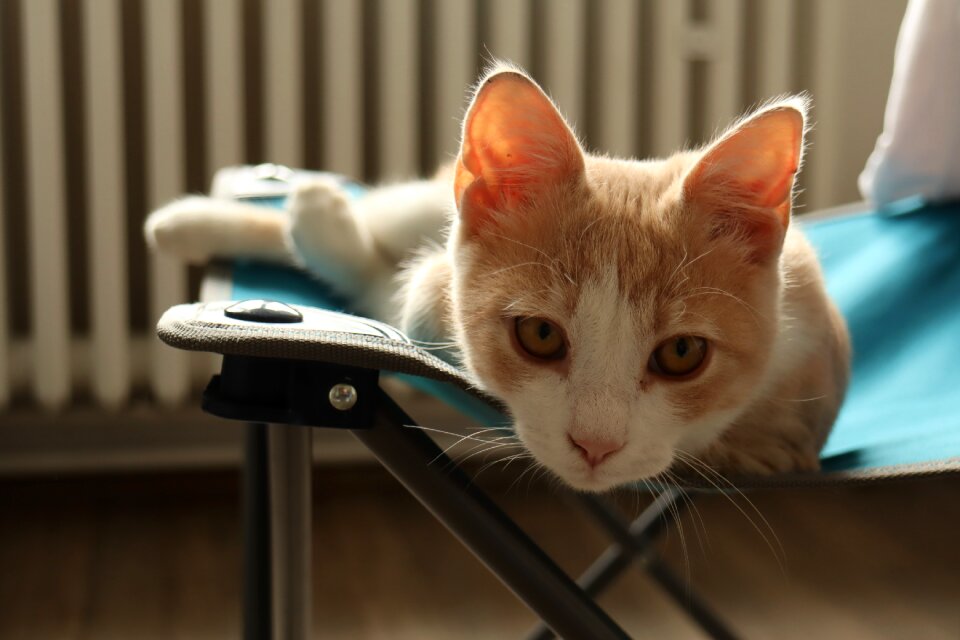 Cute kitten animals
