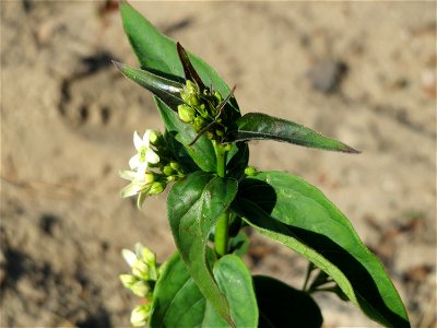 Schwalbenwurz (Vincetoxicum hirundinaria) auf dem Saupferchbuckel im Schwetzinger Hardt