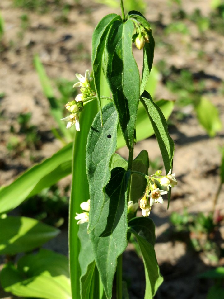 Schwalbenwurz (Vincetoxicum hirundinaria) auf dem Saupferchbuckel im Schwetzinger Hardt