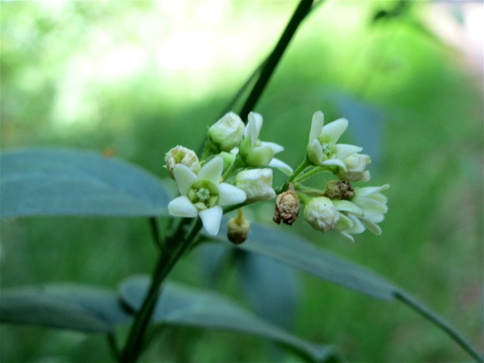 Schwalbenwurz (Vincetoxicum hirundinaria) im Schwetzinger Hardt