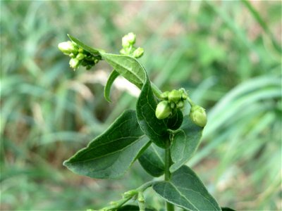 Schwalbenwurz (Vincetoxicum hirundinaria) am Rhein bei Altlußheim