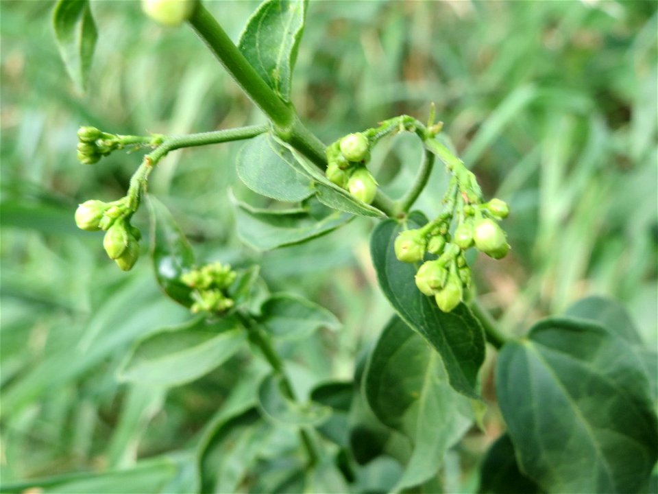 Schwalbenwurz (Vincetoxicum hirundinaria) am Rhein bei Altlußheim