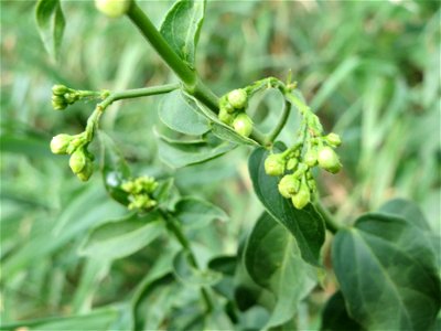 Schwalbenwurz (Vincetoxicum hirundinaria) am Rhein bei Altlußheim