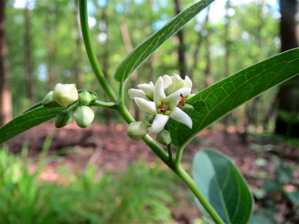 Schwalbenwurz (Vincetoxicum hirundinaria) im Schwetzinger Hardt