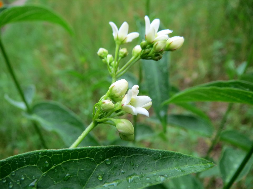 Schwalbenwurz (Vincetoxicum hirundinaria) im Schwetzinger Hardt
