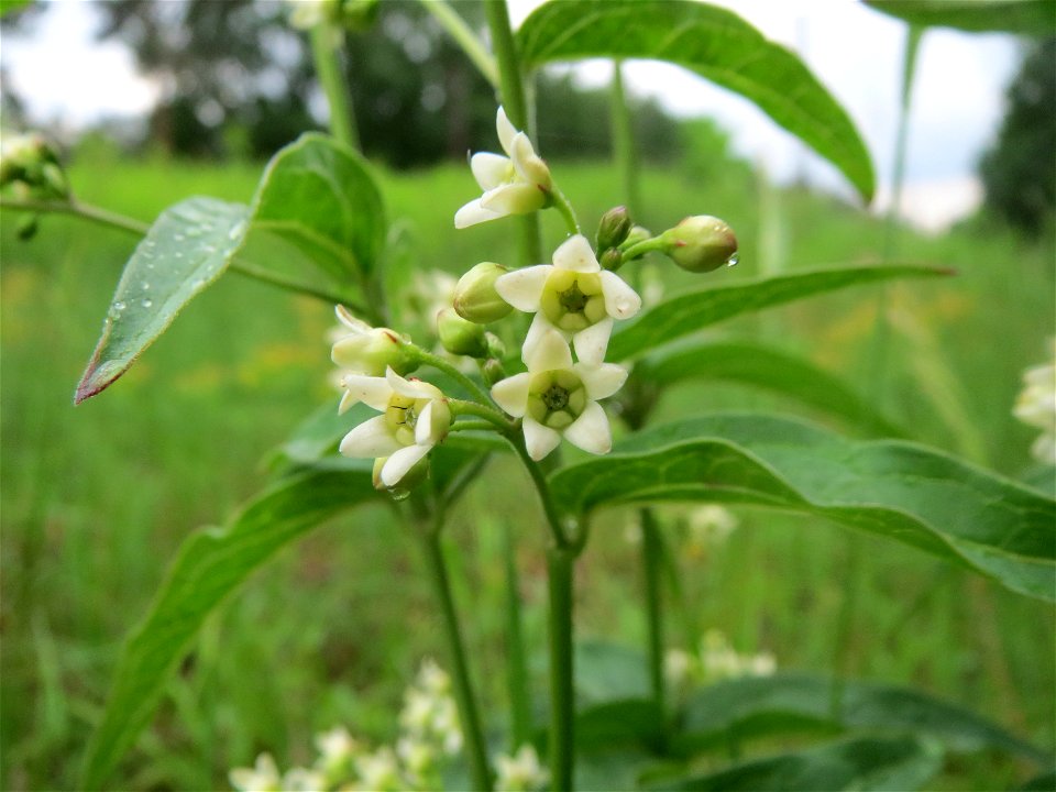 Schwalbenwurz (Vincetoxicum hirundinaria) im Schwetzinger Hardt
