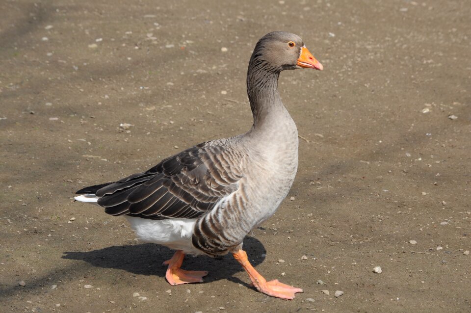 Bird feathered race animals