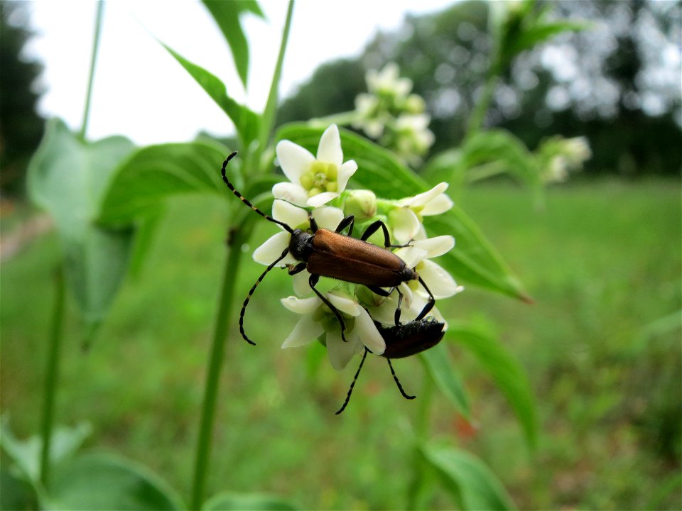 Schwalbenwurz (Vincetoxicum hirundinaria) im Schwetzinger Hardt