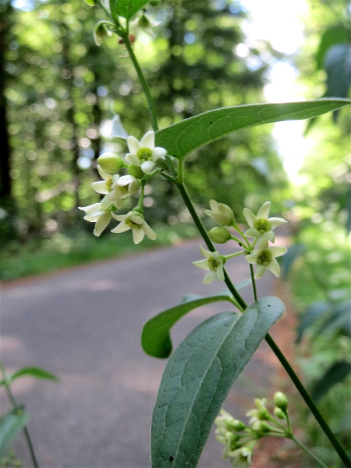 Schwalbenwurz (Vincetoxicum hirundinaria) in der Schwetzinger Hardt