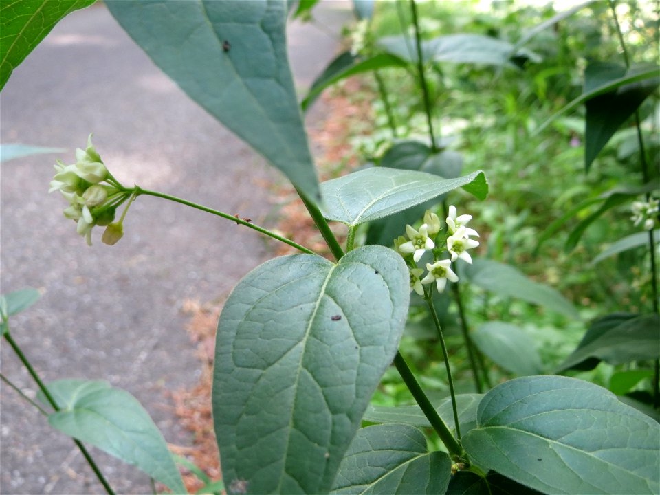 Schwalbenwurz (Vincetoxicum hirundinaria) in der Schwetzinger Hardt