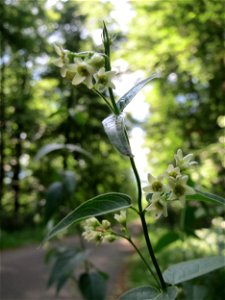 Schwalbenwurz (Vincetoxicum hirundinaria) in der Schwetzinger Hardt