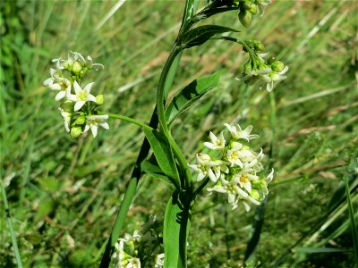 Schwalbenwurz (Vincetoxicum hirundinaria) am Rheindamm bei Rheinhausen