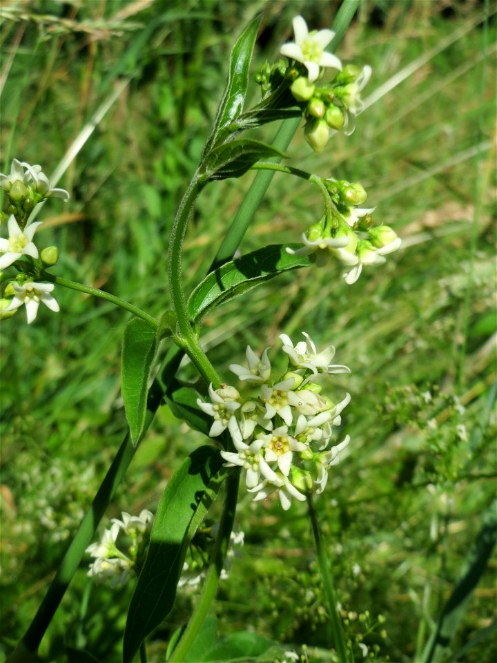 Schwalbenwurz (Vincetoxicum hirundinaria) am Rheindamm bei Rheinhausen
