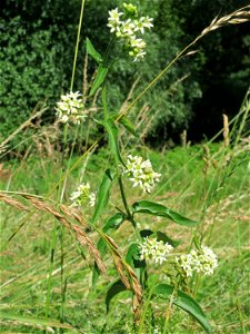 Schwalbenwurz (Vincetoxicum hirundinaria) am Rheindamm bei Rheinhausen