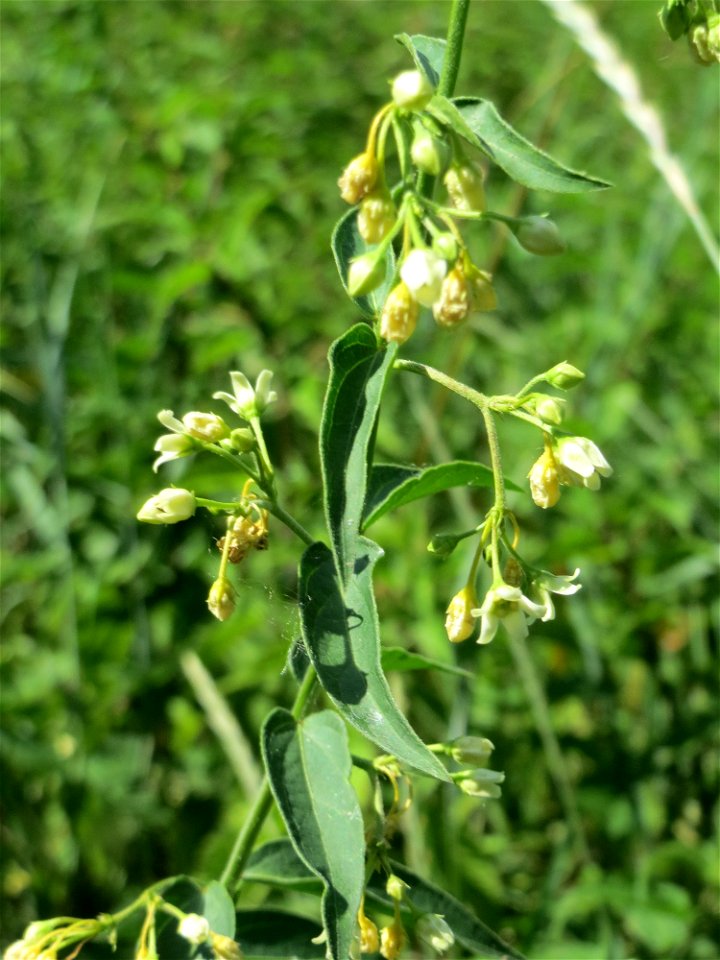 Schwalbenwurz (Vincetoxicum hirundinaria) im Natur- und Landschaftsschutzgebiet „Schwetzinger Wiesen“