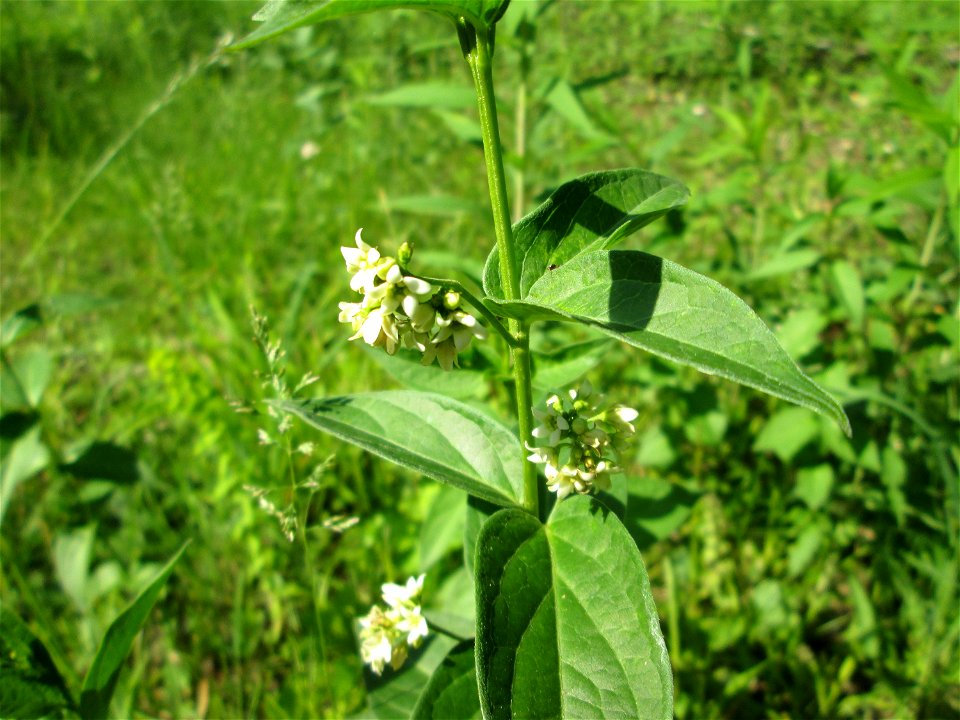 Schwalbenwurz (Vincetoxicum hirundinaria) im Naturschutzgebiet „Ketscher Rheininsel“