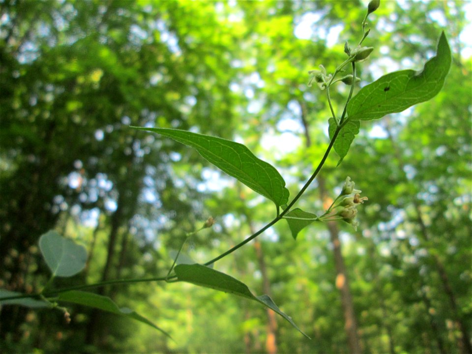 Schwalbenwurz (Vincetoxicum hirundinaria) in der Schwetzinger Hardt