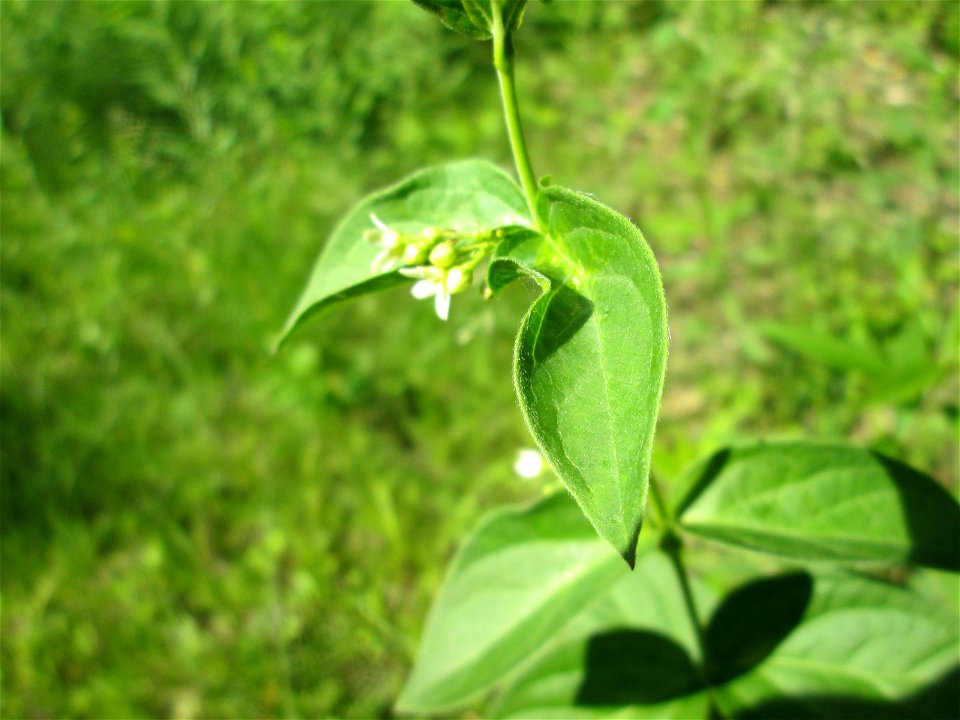 Schwalbenwurz (Vincetoxicum hirundinaria) im Naturschutzgebiet „Ketscher Rheininsel“