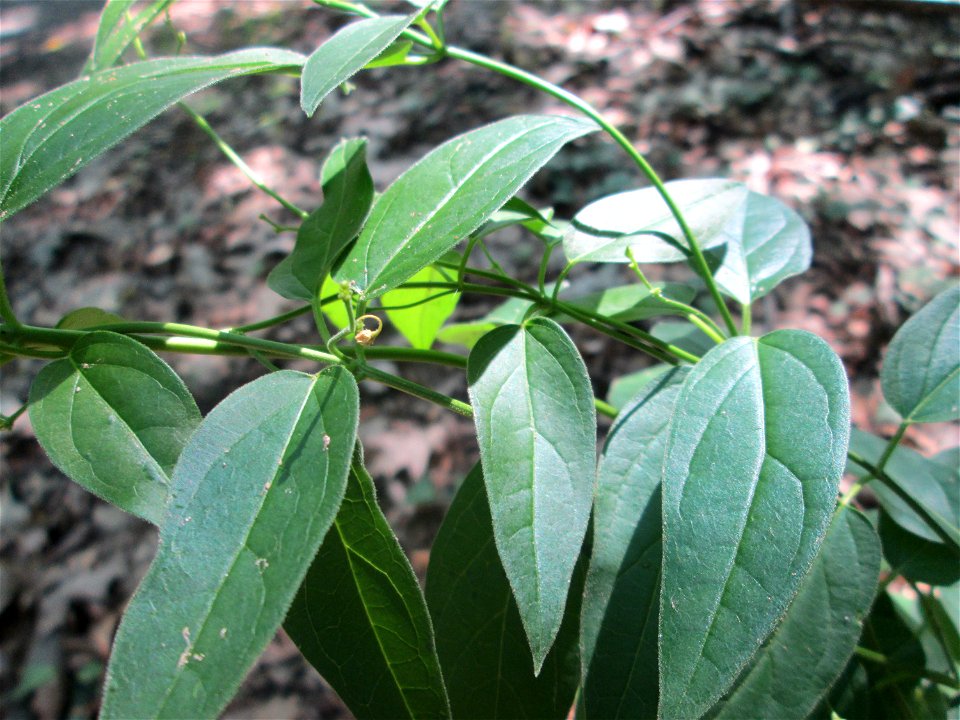Schwalbenwurz (Vincetoxicum hirundinaria) in der Schwetzinger Hardt