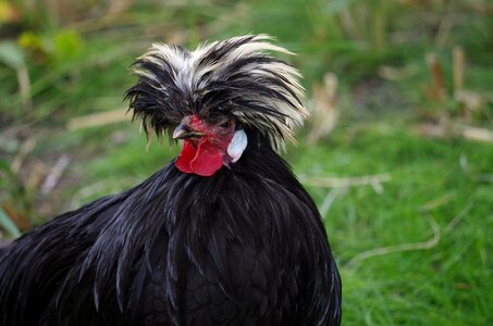 Beak portrait village photo