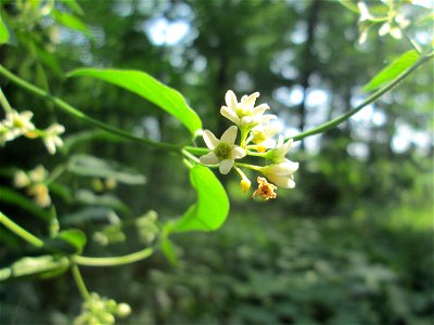 Schwalbenwurz (Vincetoxicum hirundinaria) in der Schwetzinger Hardt